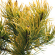 Pinus mugo Winter Gold, Isolated on white