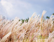 © mindweb2 - reeds