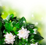 Gardenia Flowers. Jasmine