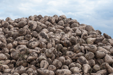 Poster - Close-up of a heap of sugar beets