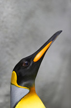 Proud Portrait Of A Male King Penguin