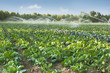 Irrigation systems in a vegetable garden
