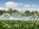 Fototapeta Na drzwi - Irrigation systems in a vegetable garden