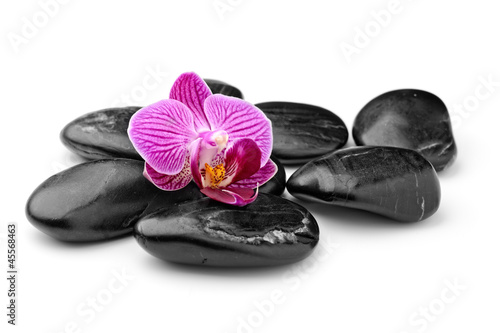 Naklejka na szybę orchid