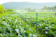 sprinkler irrigation in cauliflower field