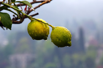 Lemons in rain