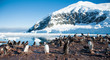 Adelie penguins on the Antarctica beach