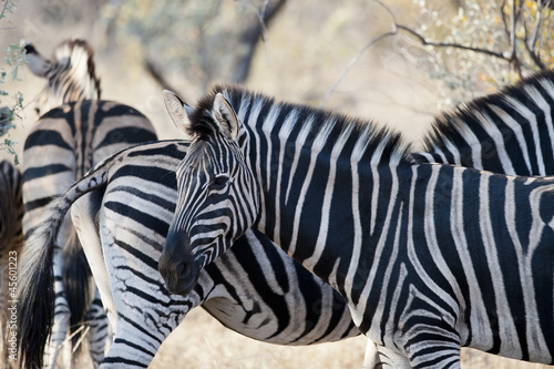 Board z aluminiowym obramowaniem Zebra