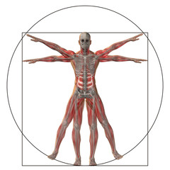 Wall Mural - Vitruvian human or man as concept