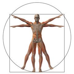 Wall Mural - Vitruvian human or man as concept