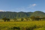 Fototapeta Sawanna - Tanzania, Afryka, Safari