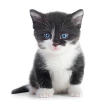 Black White Kitten