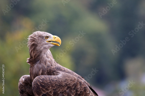 Board z aluminiowym obramowaniem Sea ​​eagle
