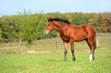 Wall Mural - Horse