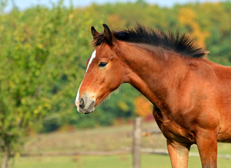 Wall Mural - Horse