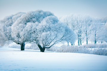 Winter trees