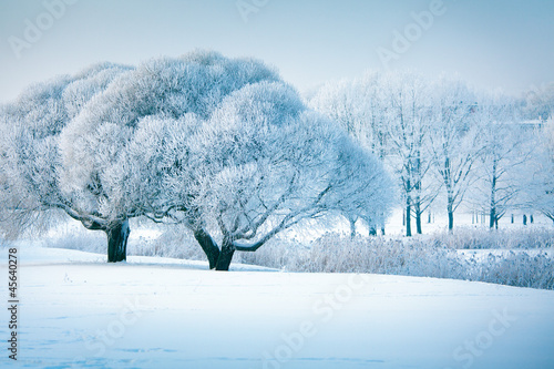 Naklejka - mata magnetyczna na lodówkę Winter trees