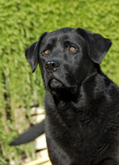 Canvas Print - labrador noir