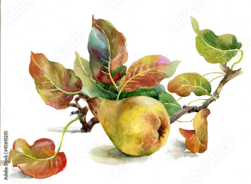 Fototapeta na wymiar yellow pears
