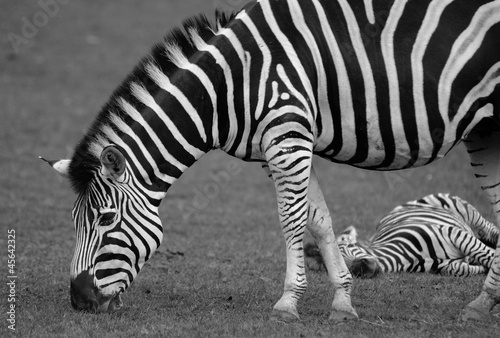 Board z aluminiowym obramowaniem Czarno-białe zdjęcie zebra w safari.