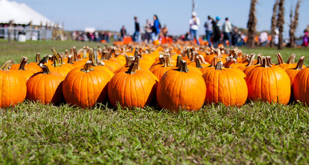rows of pumpkins on grassy field