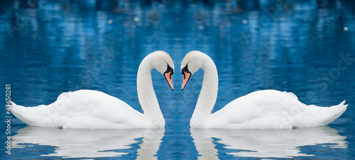 Nowoczesny obraz na płótnie Couple of swans