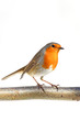 Perching robin standing upright on a branch