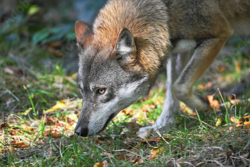 Plakat na papierze fotorealistycznym Wolf podąża za szlakiem