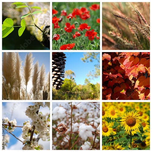 Collage Plantas Varias Comprar Esta Foto De Stock Y Explorar Imagenes Similares En Adobe Stock Adobe Stock