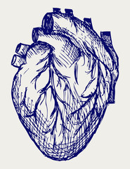 Wall Mural - Human Heart. Doodle style