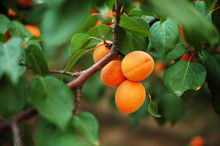 apricot 6