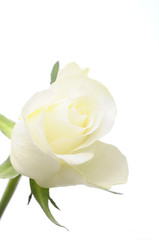 Fotomurales - White rose isolated