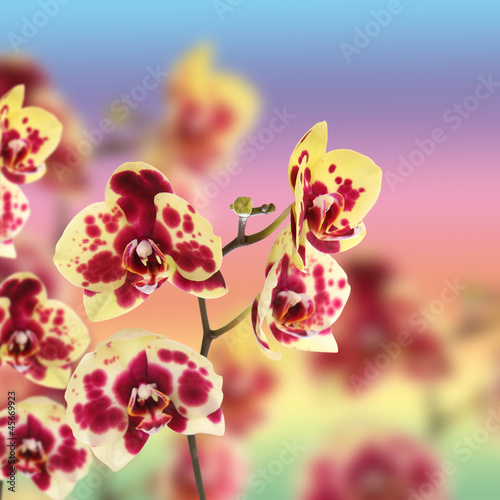 Obraz na płótnie canvas czteroczęściowy "tetraptyk" Piękny żółty z czerwonymi plamami orchidei
