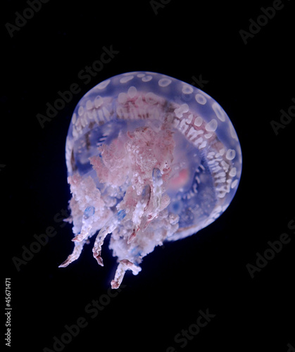 Plakat na papierze fotorealistycznym Meduza na czarnym tle