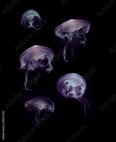 Plakat na papierze fotorealistycznym Meduza na czarnym tle