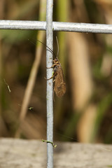 Wall Mural - caddis fly on a fence