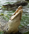 Mouth and teeth of the Cuban crocodile