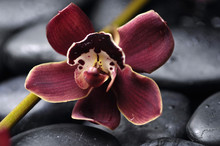 Macro Of Beautiful Orchid With Pebbles