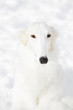 borzoi sight-hound, portrait against snow