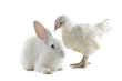 Chicken and rabbit on white