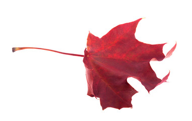 Sticker - single dark red fall maple leaf on white