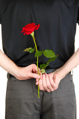 Wall Mural - man holding rose close-up