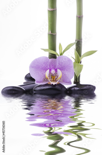 Tapeta ścienna Orchidea z bambusem