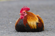 Rooster Sitting on the Ground