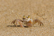 Crab on Sand