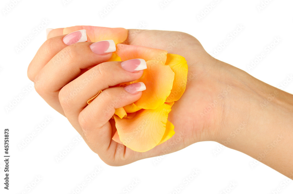 Yellow rose petals with woman's hand on white background