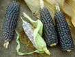 mini blue corn on dry leaves background