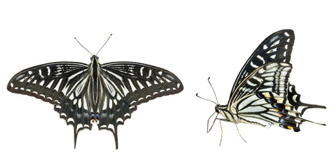 Sticker - Butterfly (Papilio xuthus) 30