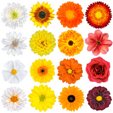 Various White, Yellow, Orange And Red Flowers Isolated On White