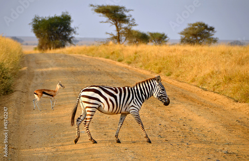 Board z aluminiowym obramowaniem Młoda zebra przejście drogi z antylopa na safari
